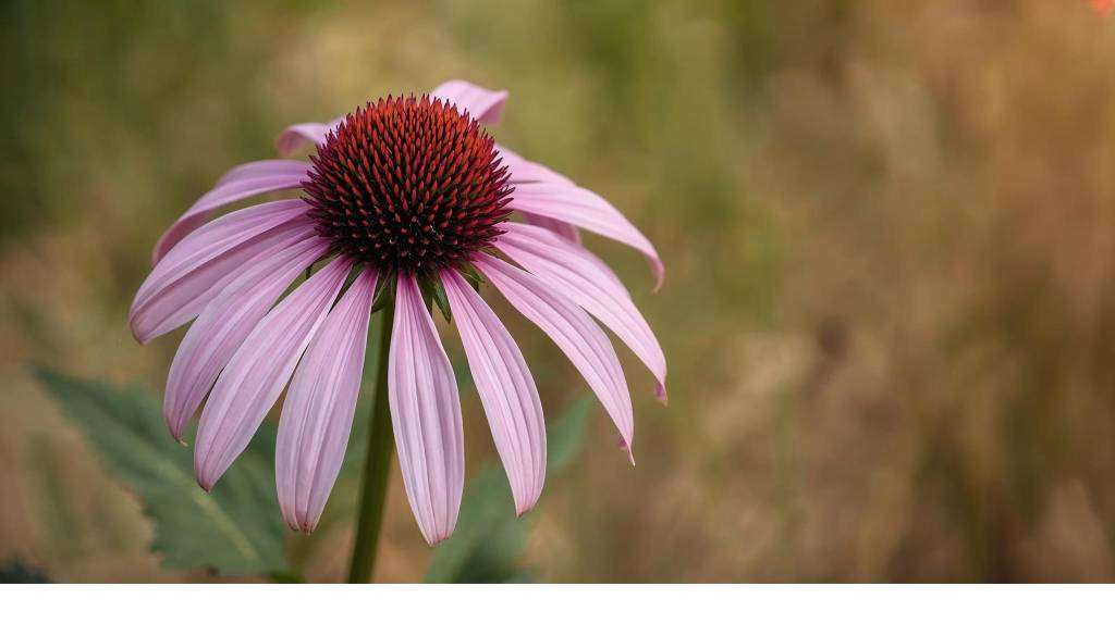 Entdecke Echinacea 🤩🌿🌱🌼